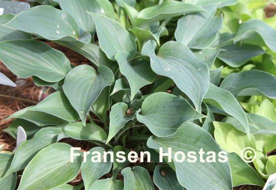 Hosta Twirlatini